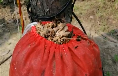 耳聽為虛，眼見為實，看得見的殺蟲效果