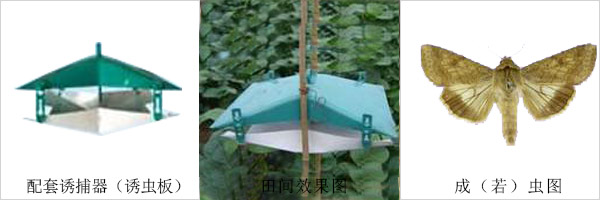 棉鈴蟲性誘劑誘捕器